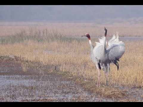 Sarus Crane