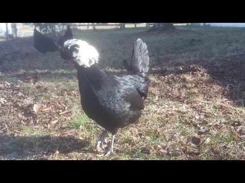 Sandy Boys (fiddle and harmonica)