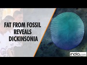 Fat from fossil reveals Dickinsonia as earliest known animal, says study