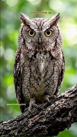 NIGHT HUNTER: the SILENT TERROR of the Great Horned Owl!