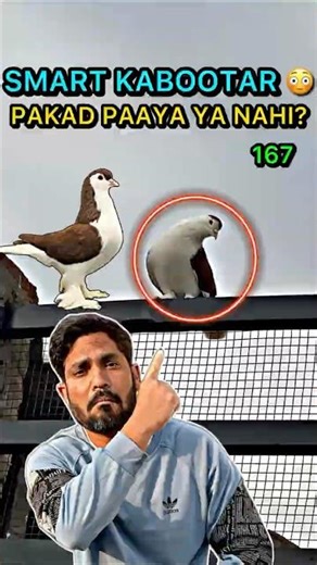 Mini Vlog 167 | Smart Lal Siraji Kabootar Ko Pakadne Ki Koshish 😳 Barish Ne Game Badal Diya!