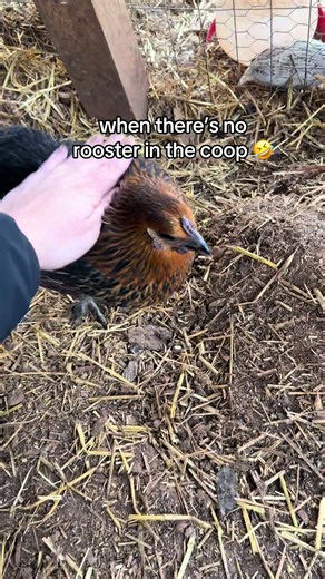 Funny Rooster Replacements on the Farm