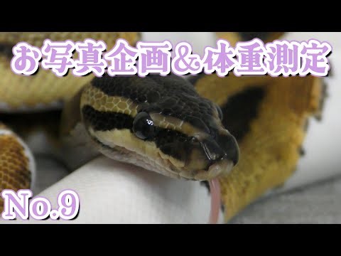 2025年11月のお写真企画と体重測定 #ballpython #ボールパイソン #Reptiles #爬虫類