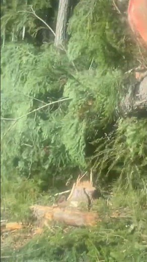 Shovel Logging Liebherr R 924