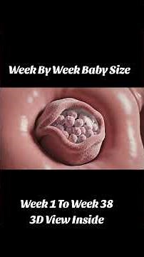 Week by Week Baby Size (Week 1 to 38) | 3D View Baby Growth Inside the Womb