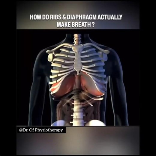 Breathing Secrets Revealed — How Ribs & Diaphragm Work Together! 🫁 #medicalshorts