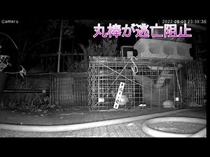 箱罠アライグマ逃亡対策