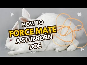 How to Successfully Force Rabbit Breeding Using the Rubber Band Method