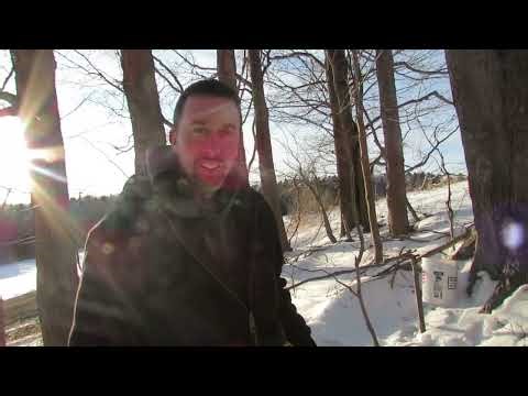 We are tapping trees on our family homestead.