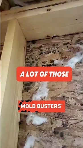 Mold on OSB Wood - Free Virtual Inspection