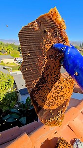 4.3K views · 54 reactions |  Massive Bee Removal – 300 Pounds of...