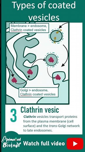 Types of coated vesicles in intracellular transport | COP II , COP I and Clathrin coated vesicles