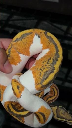 Hypo Yellowbelly Pied Ball Python