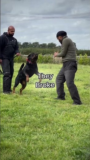 Why Police Stopped Using Rottweilers (The Real Reason)