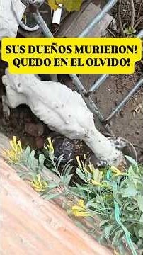 Condenada a MORIR Sola y Abandonada! 🥺