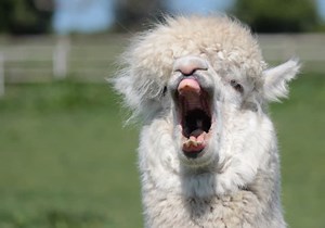 Stanford pulls Alpaca chatbot citing "hallucinations," costs, and safety concerns