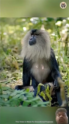 This Monkey Use Squirrels to Find Jack Fruit?😱 || #factshorts​ #facts​ #shorts​
