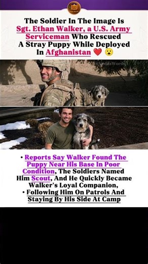 ​🇺🇸 U.S. Army Soldier Rescues Stray Puppy in Afghanistan! 🥺❤️ #shorts #usa #foryou #dog #dogrescue