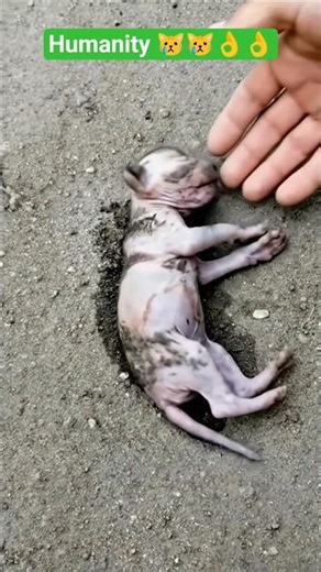 This Tiny Kitten Was Crying… What He Did Next Will Melt Your Heart 🥺🐾 #kitten #animals #rescue #cat
