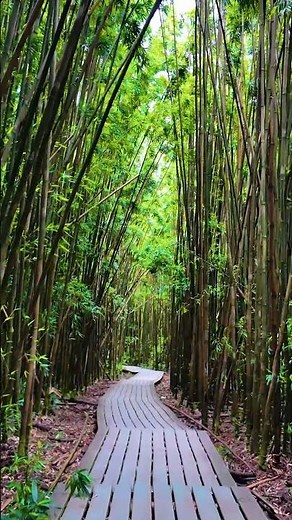 Walking through bamboo on the Pipiwai Trail