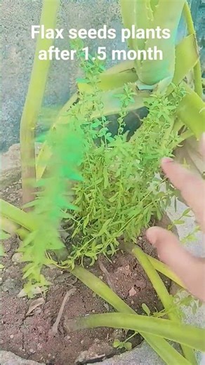 #flax# seeds #plants# after 1.5 month