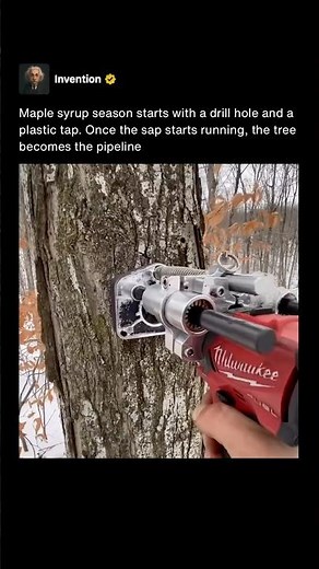 How Maple Syrup Is Collected From Trees 🍁 #shorts
