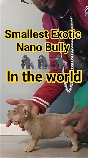 Smallest Exotic PICA Nano Bully in the World 🌎 | Cute Adorable Puppy