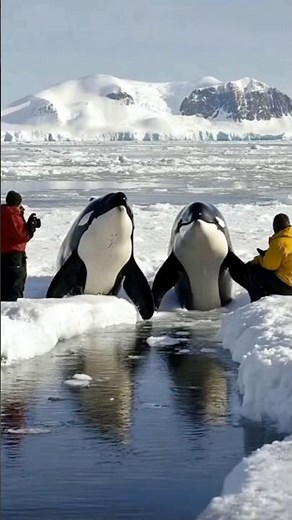 Why Killer Whale Never Attack human in nature And Might help | Nature’s Smartest Predator | Part 3