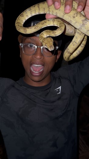 Caveman Wildlife | The Amazon Tree Boa (Corallus hortulana) is one of the most pretty snakes in the Amazon Jungle! I was out looking for caimans and saw an... | Instagram