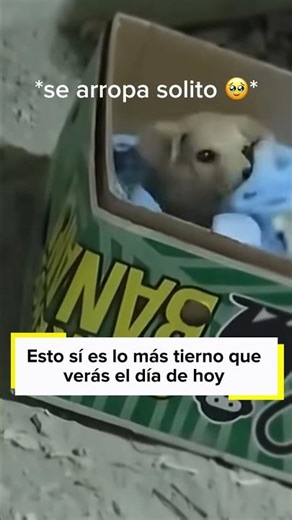 Tierno perro se hace viral porque se arropa solo #dog #perros #cachorros