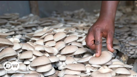 Rwanda : la culture des champignons en plein essor