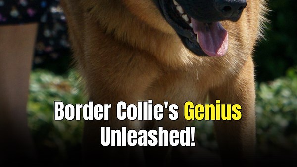 The 9 Smartest Dog Breeds In The World