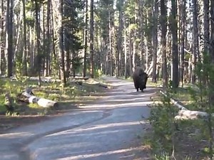 Hikers’ Close Encounter with a Bison in Yellow Stone Park