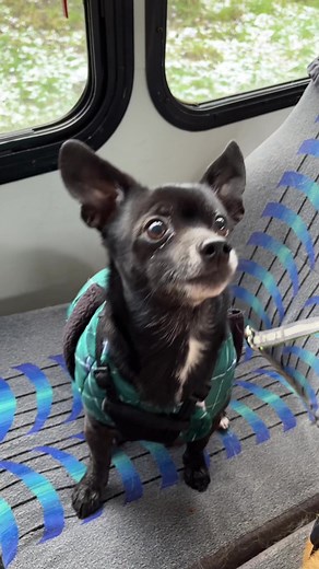 Delicious Dog Treats for Your Furry Friends