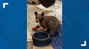 Lake Tahoe Wildlife Care to build wildlife hospital and recovery center