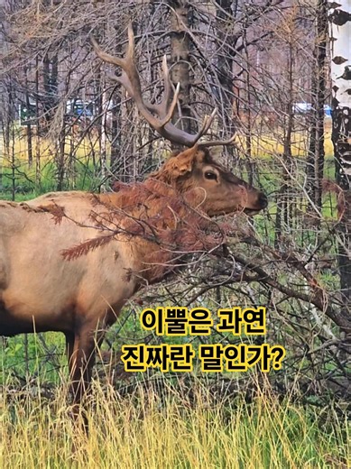 캐나다 서부 재스퍼 국립공원 수사슴🦌 #travel