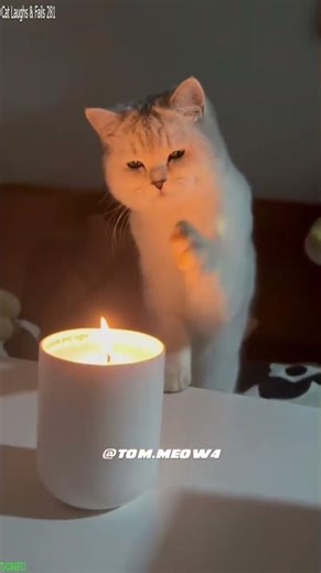 Cat videos 🐈‍⬛ Cute Cats Kittens ❤️ # Episode 2047