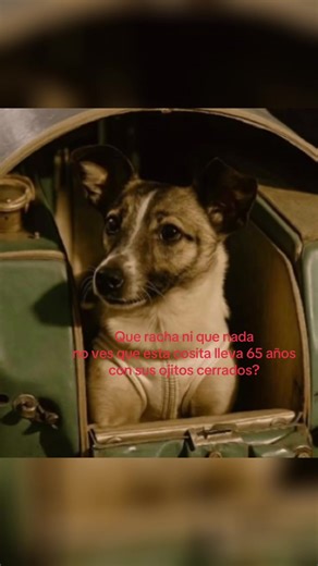 Laika: La Perrita que Llevó 65 Años con los Ojos Cerrados