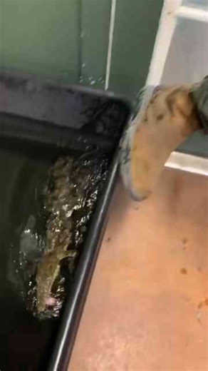 How to train your crocodile