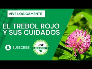 Cuidados del trébol rojo #vivelogicamente