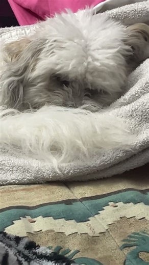 My dog chillin #undertale #deltarune #tobyfox #gaming #pixelart #ultrakill #memes #funny