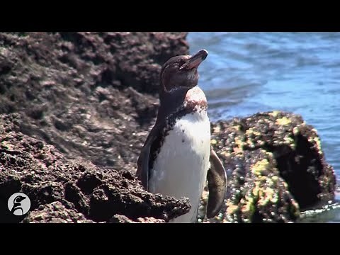 Galápagos Penguins - Keeping Cool