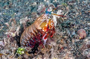 12 Interesting Facts About Mantis Shrimp - Wildlife Informer