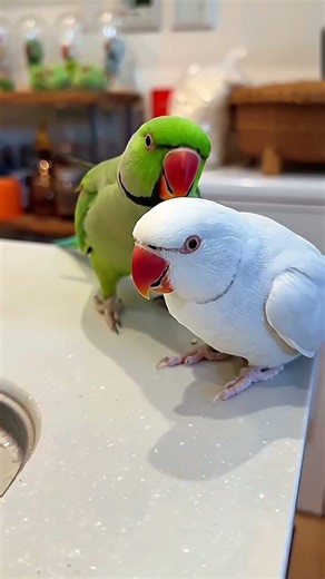 The Birdie Spa is officially open! 💆‍♂️✨ #shorts #ringneckparrot #parrot #viral