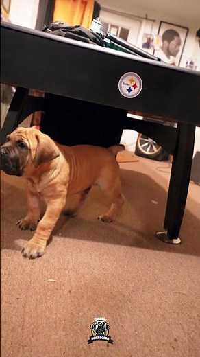 If This Puppy Was Yours, Would You Be Proud? ❤️