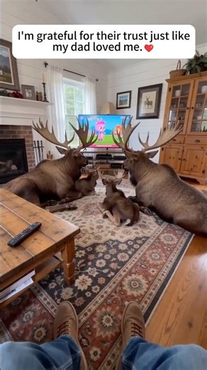 Sometimes animals understand love better than humans.#animals #rescue #family #deer #shorts