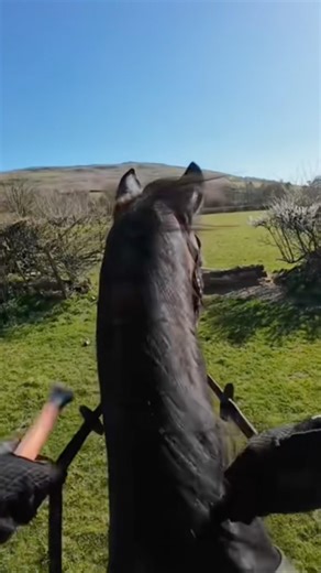 Come XC schooling with me and my horse // GoPro POV