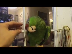 Mango the Lilac Crown Amazon Parrot Compilation #1