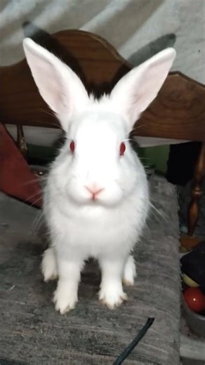 cute White rabbit #bunnies #cuterabbit #mustwatch #adorable #rabbit