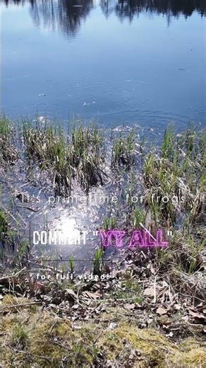 🐸🍃Froggy Time! – Frog Encounters in the Tharandter Forest✨☀️ Short#2